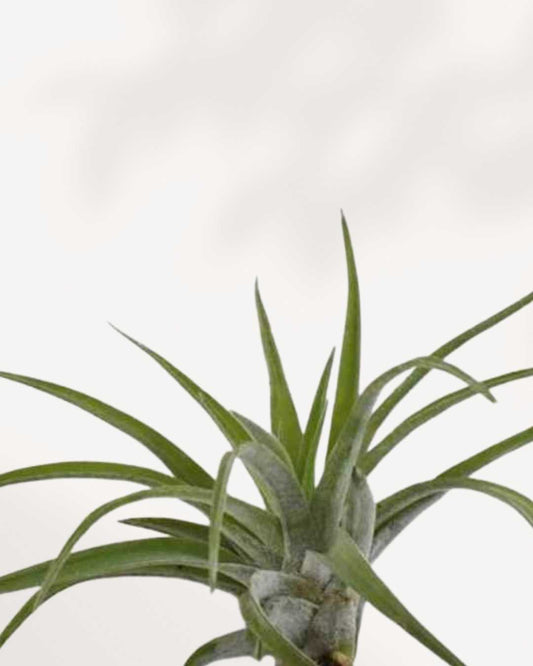 Tillandsia Brach Abdita - Air Plant | Buy Online