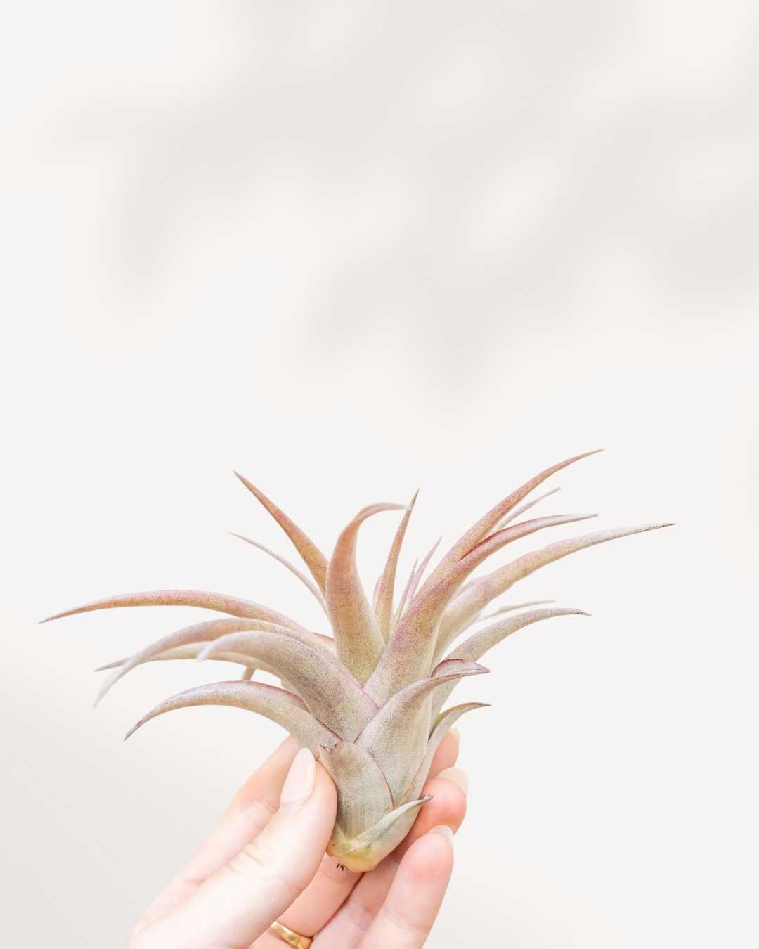 Tillandsia Brach Abdita - Air Plant | Buy Online