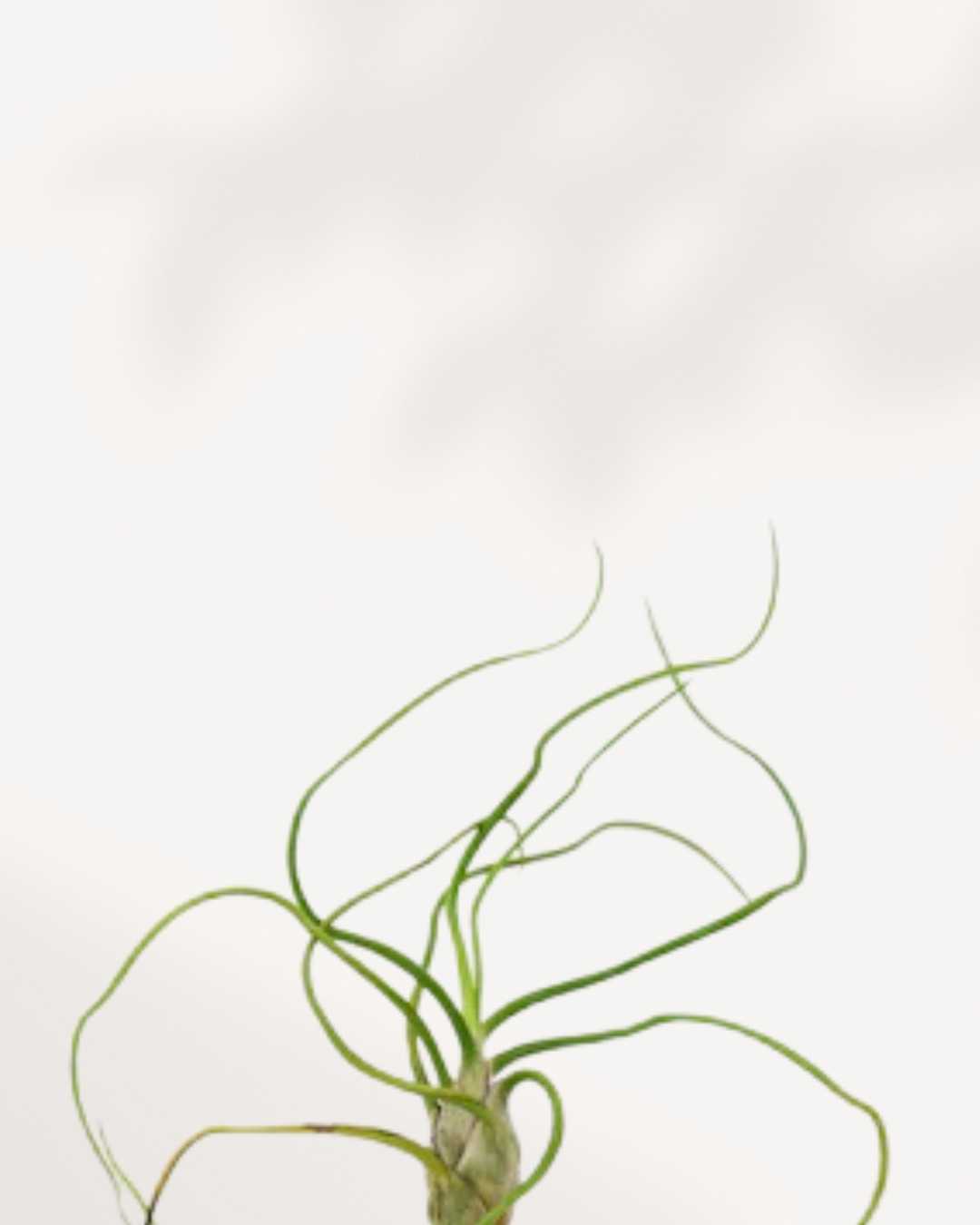 Tillandsia Bulbosa - Air Plant | Buy Online