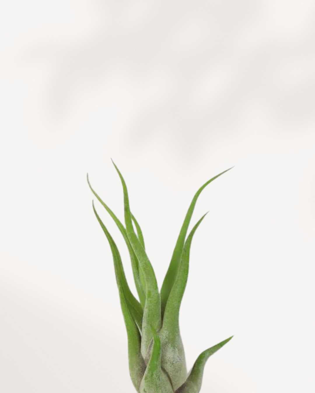 Tillandsia Caput Medusae | Buy Online