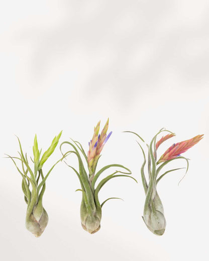 caput medusae air plant flower Tillandsia Caput Medusae - Air Plant | Buy Online | Mygreenscape