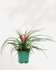 Tillandsia Cyanea 5" Pot - Medium