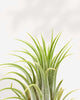 Tillandsia Lonantha - Air Plant