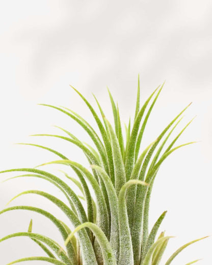 Tillandsia Ionantha - Air Plant | Buy Online