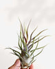 Tillandsia Pruinosa - Air Plant