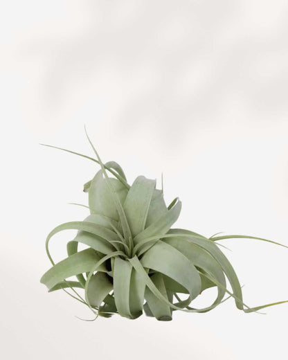 Tillandsia Xerographica Air Plant | Buy Online