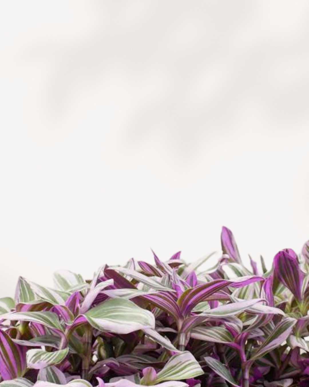 Tradescantia Bubblegum | Buy Online