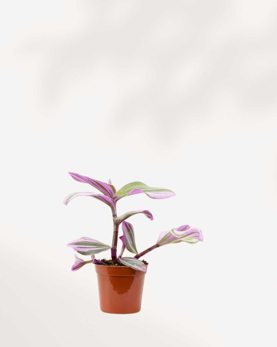 Tradescantia Bubblegum | Buy Online