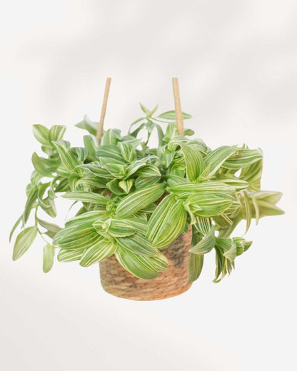 Tradescantia Fluminensis | Buy Online