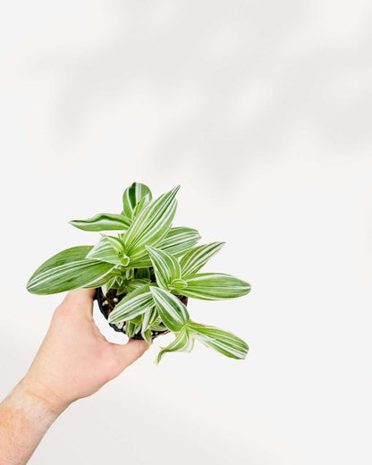 Tradescantia Fluminensis | Buy Online