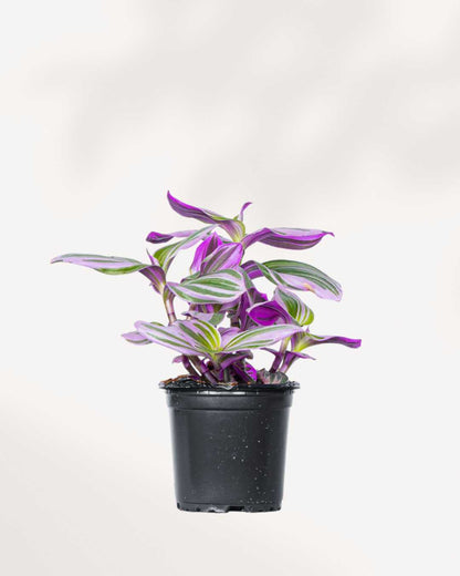 Tradescantia Nanouk