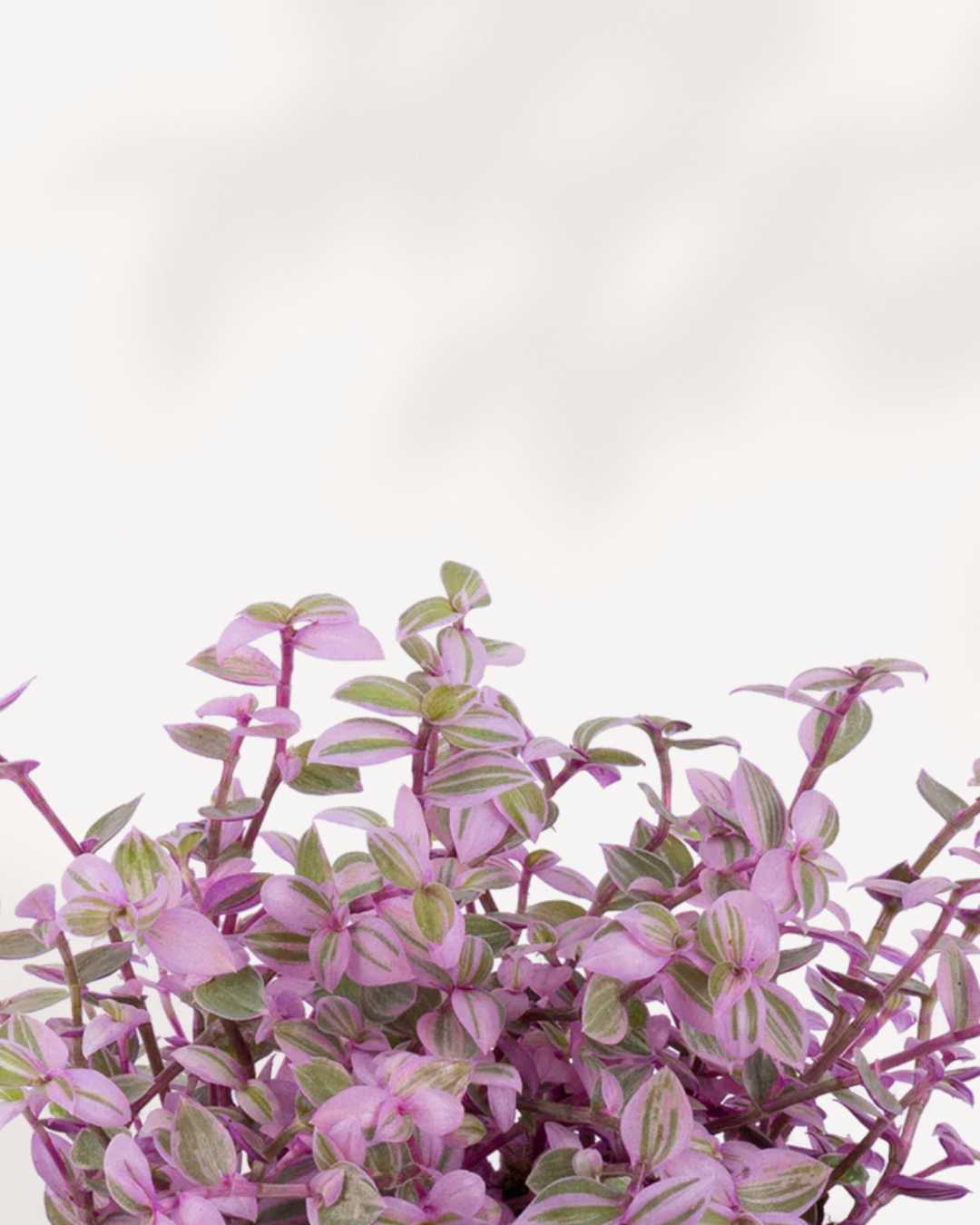 Tradescantia Pink Panther | Buy Online