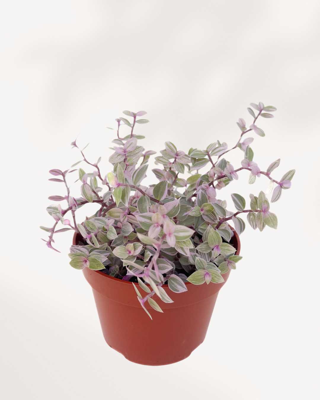 Tradescantia Pink Panther | Buy Online