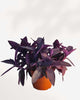 Tradescantia Purple Heart  | Buy Online Pro Tip and Care Guide - Delivery from Toronto across Canada - Mygreenscape