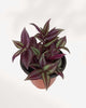 Tradescantia Zebrina 3.5" Pot - Small