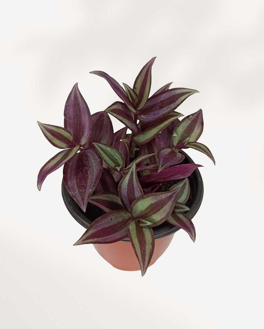 Tradescantia Zebrina | Buy Online