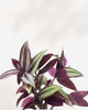 Tradescantia Zebrina