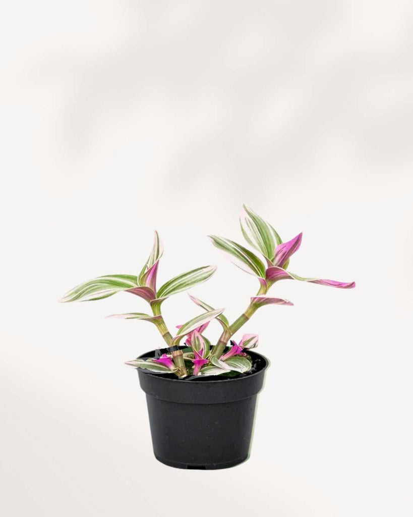 Tradescantia Bubblegum 4" Pot - Small (expect minor blemishes)