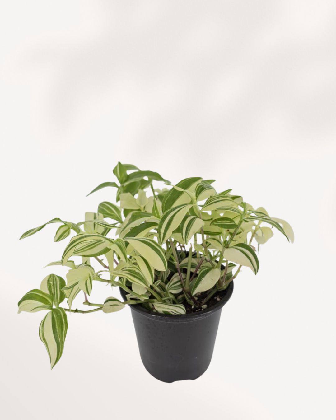 Tradescantia Fluminensis Variegata angled top right view highlighting cascading variegated foliage, healthy indoor houseplant delivered across Richmond Hill GTA