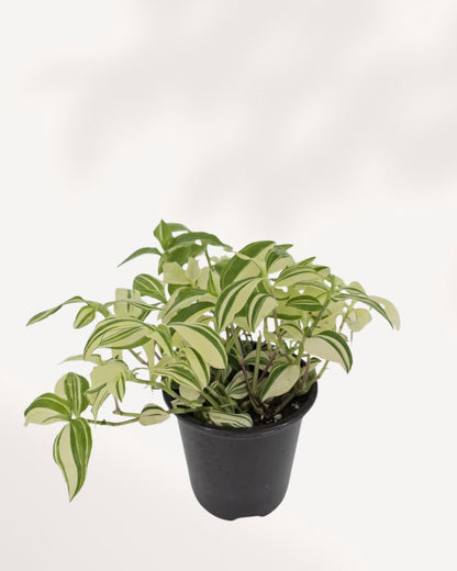 Tradescantia Fluminensis Variegata angled top right view highlighting cascading variegated foliage, healthy indoor houseplant delivered across Richmond Hill GTA