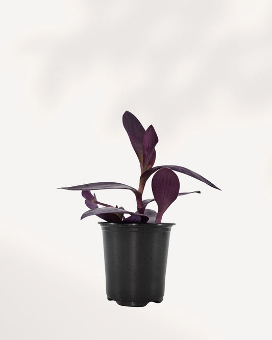 Tradescantia Purple Heart  | Buy Online Pro Tip and Care Guide - Delivery from Toronto across Canada - Mygreenscape