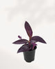 Tradescantia Purple Heart  | Buy Online Pro Tip and Care Guide - Delivery from Toronto across Canada - Mygreenscape