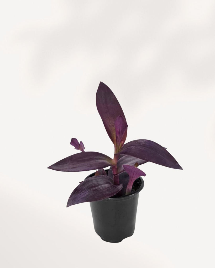 Top view of Tradescantia Purple Heart showing trailing growth habit