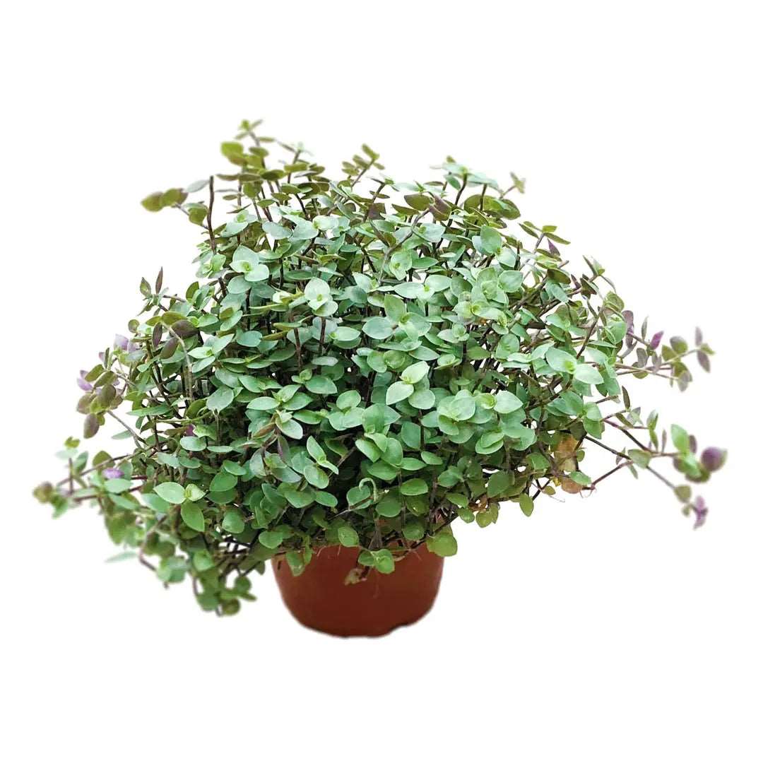 succulent turtle vine Turtle Vine | Buy Turtle Vine Plant Online – MyGreenscape | Mygreenscape