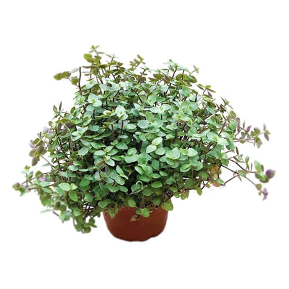 turtle vine house plant Turtle Vine | Buy Turtle Vine Plant Online – MyGreenscape | Mygreenscape