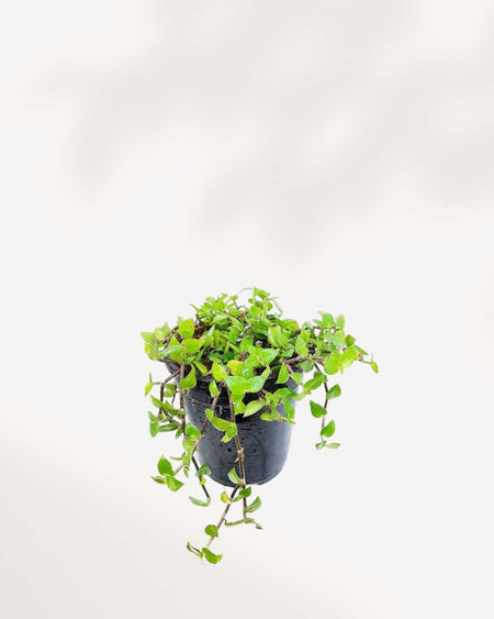 turtle vine plant care indoor Turtle Vine | Buy Turtle Vine Plant Online – MyGreenscape | Mygreenscape
