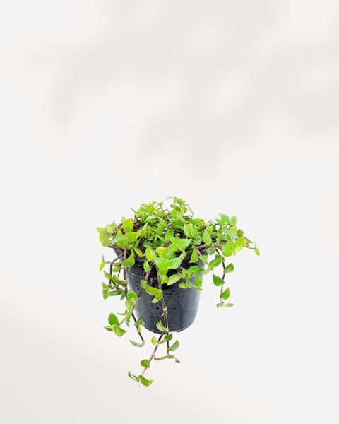 is turtle vine indoor plant Turtle Vine | Buy Turtle Vine Plant Online – MyGreenscape | Mygreenscape