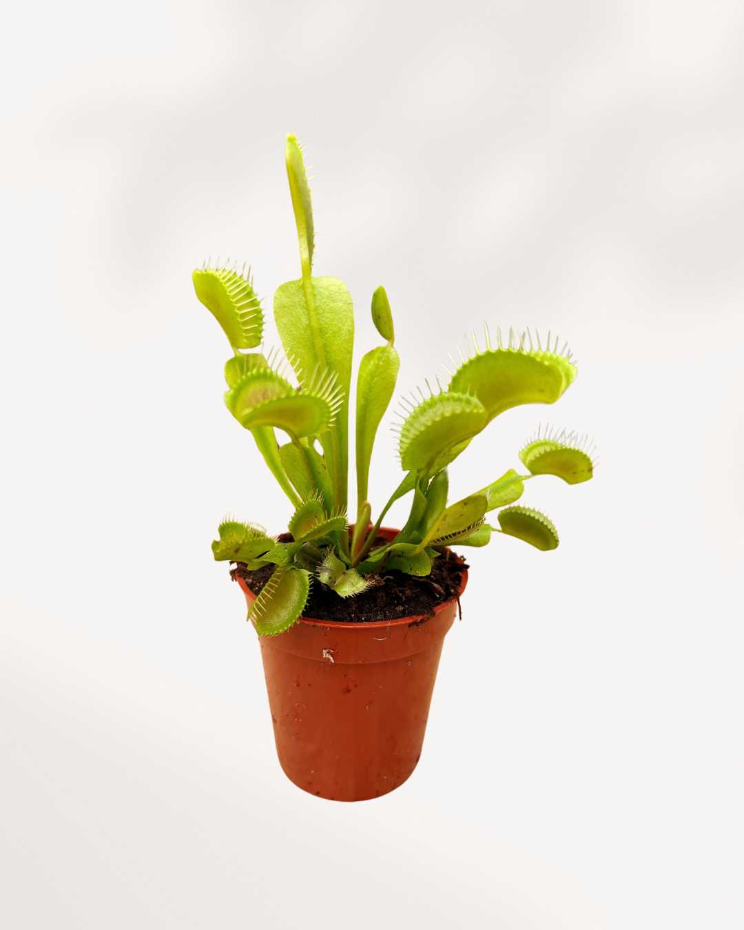 Venus Fly Trap | Buy Online