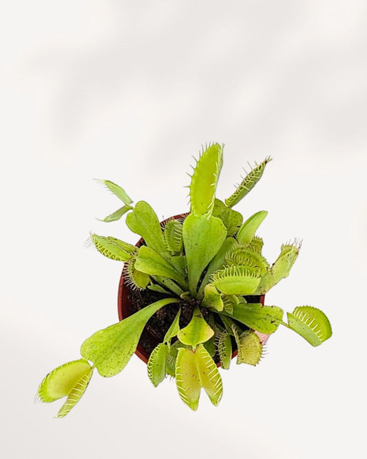 Venus Fly Trap - Dionaea Muscipula | Buy Online Pro Tip and Care Guide - Delivery from Toronto across Canada - Mygreenscape