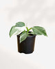 Philodendron White Wizard 4" Pot - Small