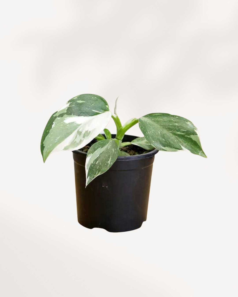 philodendron erubescens white wizard Philodendron White Wizard | Buy Online - Elegant Variegated Houseplant | Mygreenscape