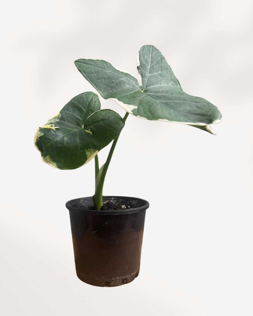 Xanthosoma Mickey Mouse 4" Pot - Small (Regular)