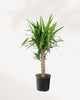 Yucca Cane 8" Pot - Medium