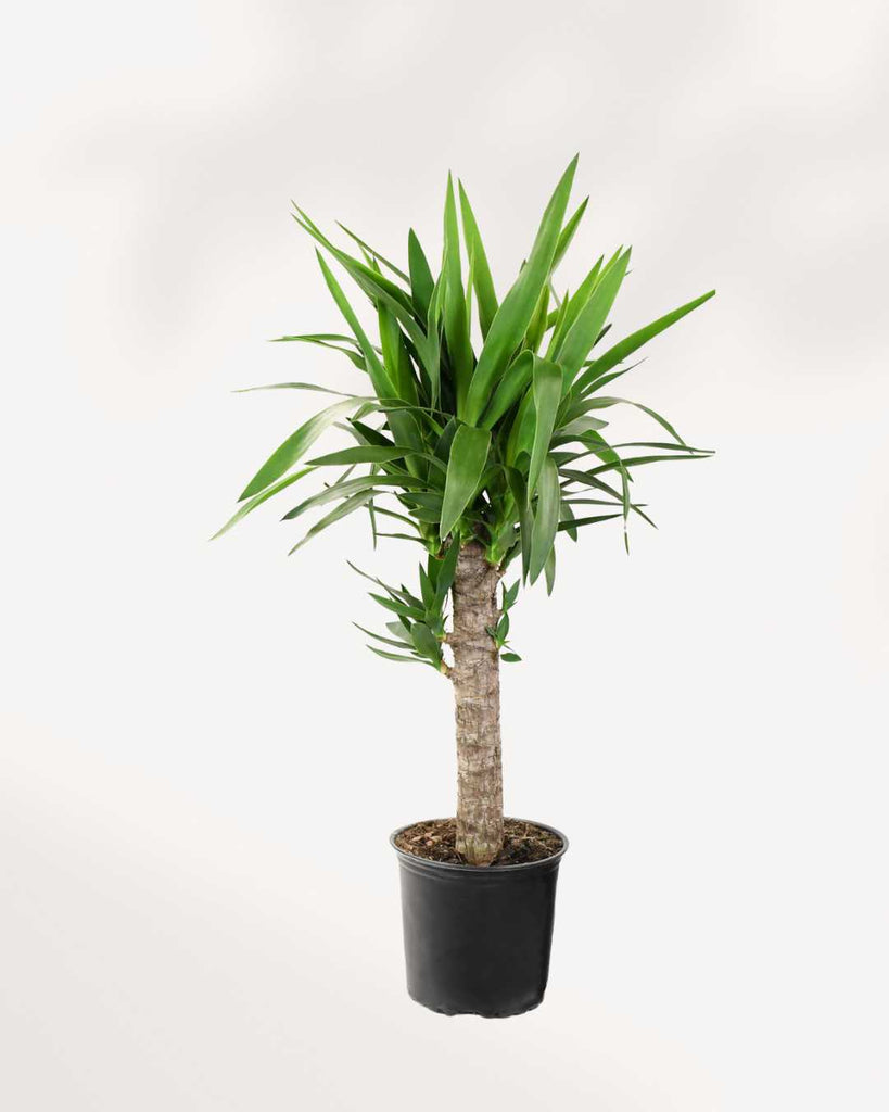 Yucca Cane 8" Pot - Medium