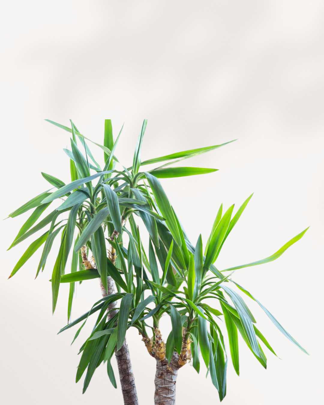 Yucca Cane | Buy Online