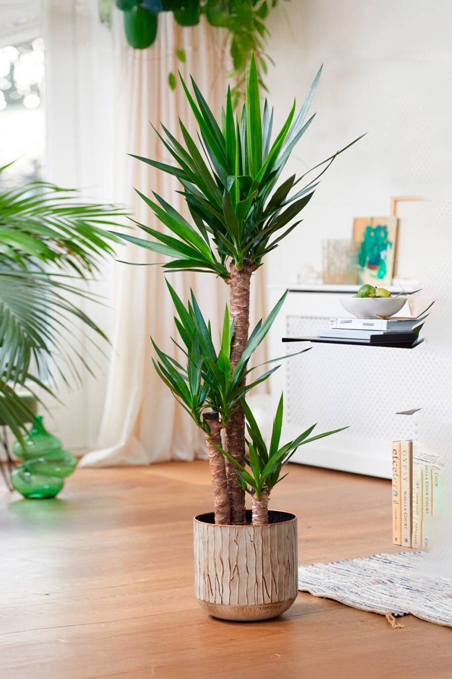 Yucca Cane Plant - Modern Living Room Décor Inspiration