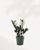 ZZ Oscuro Black plant front view – sleek dark glossy leaves with rich tone and upright growth, a rare low-light houseplant perfect for modern spaces.