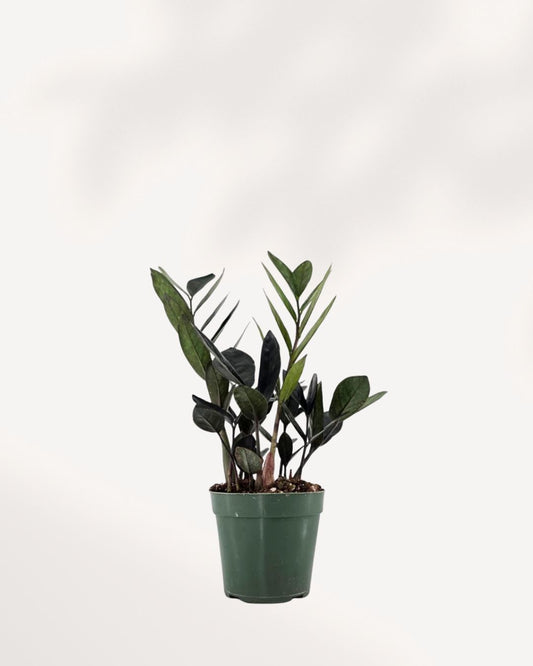 ZZ Oscuro Black plant front view – sleek dark glossy leaves with rich tone and upright growth, a rare low-light houseplant perfect for modern spaces.