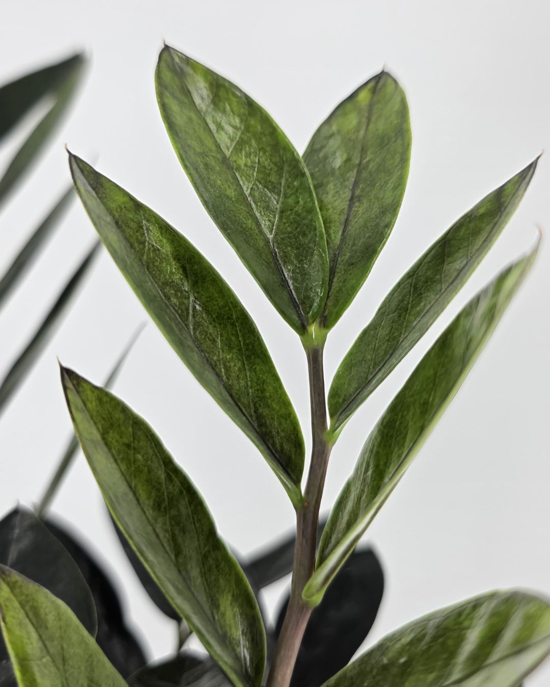 Close-up of ZZ Oscuro Black leaves deep black-green color with glossy texture, showing the plant’s dramatic and healthy growth.