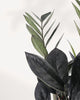 Detailed close-up of ZZ Oscuro Black foliage rich dark tones and smooth shine that capture the plant’s rare, luxurious appeal.