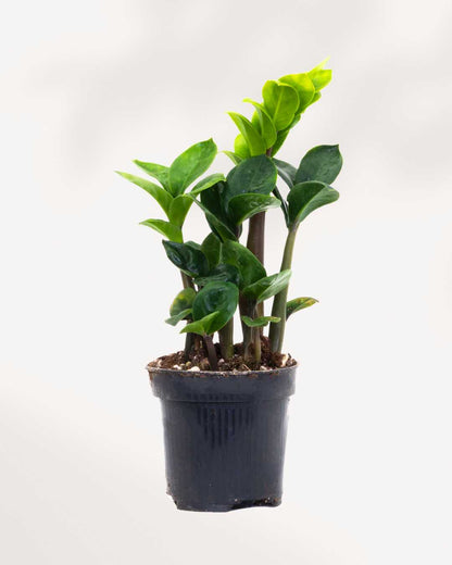 ZZ Plant Zenzi | Buy Online