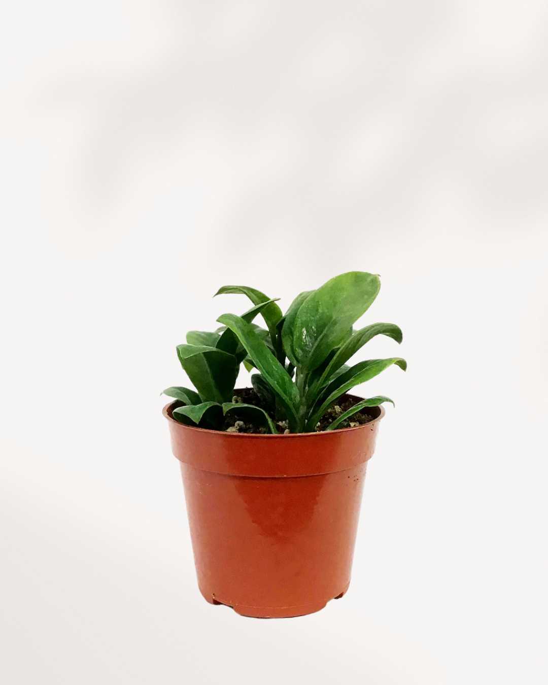 ZZ Plant Zenzi | Buy Online