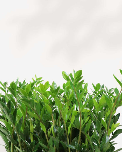 where to buy zz plant in canada ZZ Plant | Buy Online - Low Maintenance Indoor Greenery | Mygreenscape