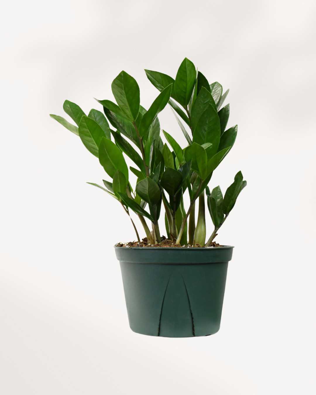 zz plant en francais ZZ Plant | Buy Online - Low Maintenance Indoor Greenery | Mygreenscape