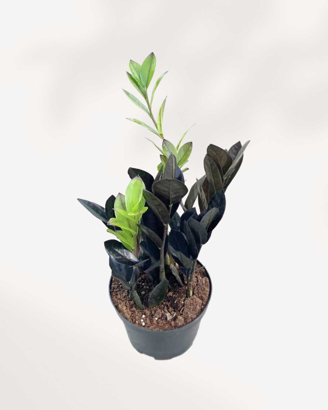 Plante ZZ Raven Noire - Zamioculcas Zamiifolia, 30-40 Cm Avec Pot, Facile D'entretien, Pour Intérieur