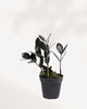 ZZ Raven | Zamioculcas Black Raven